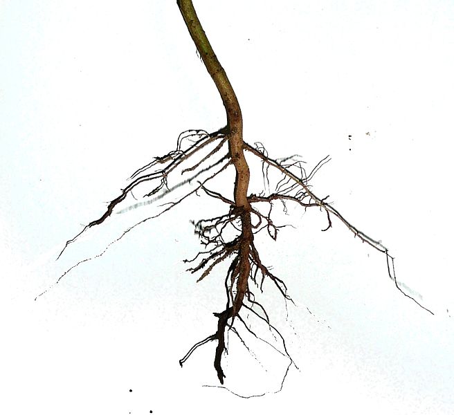 an image of a plant root on a white background