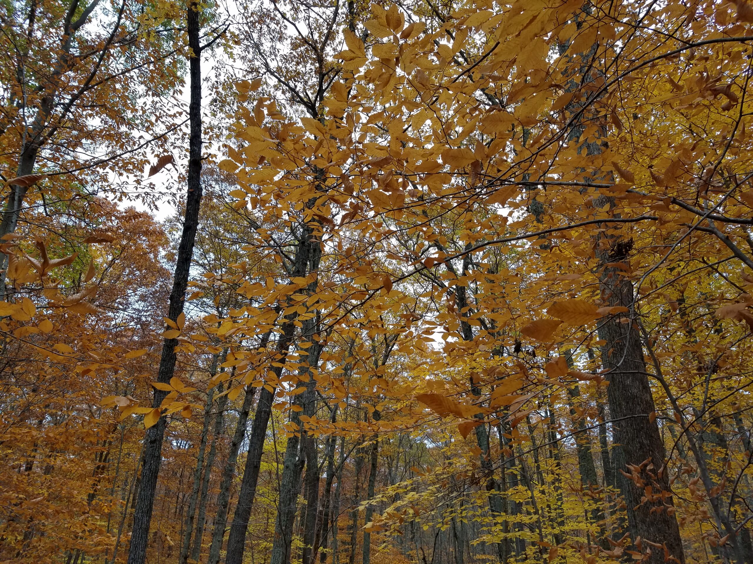 Trees in fall