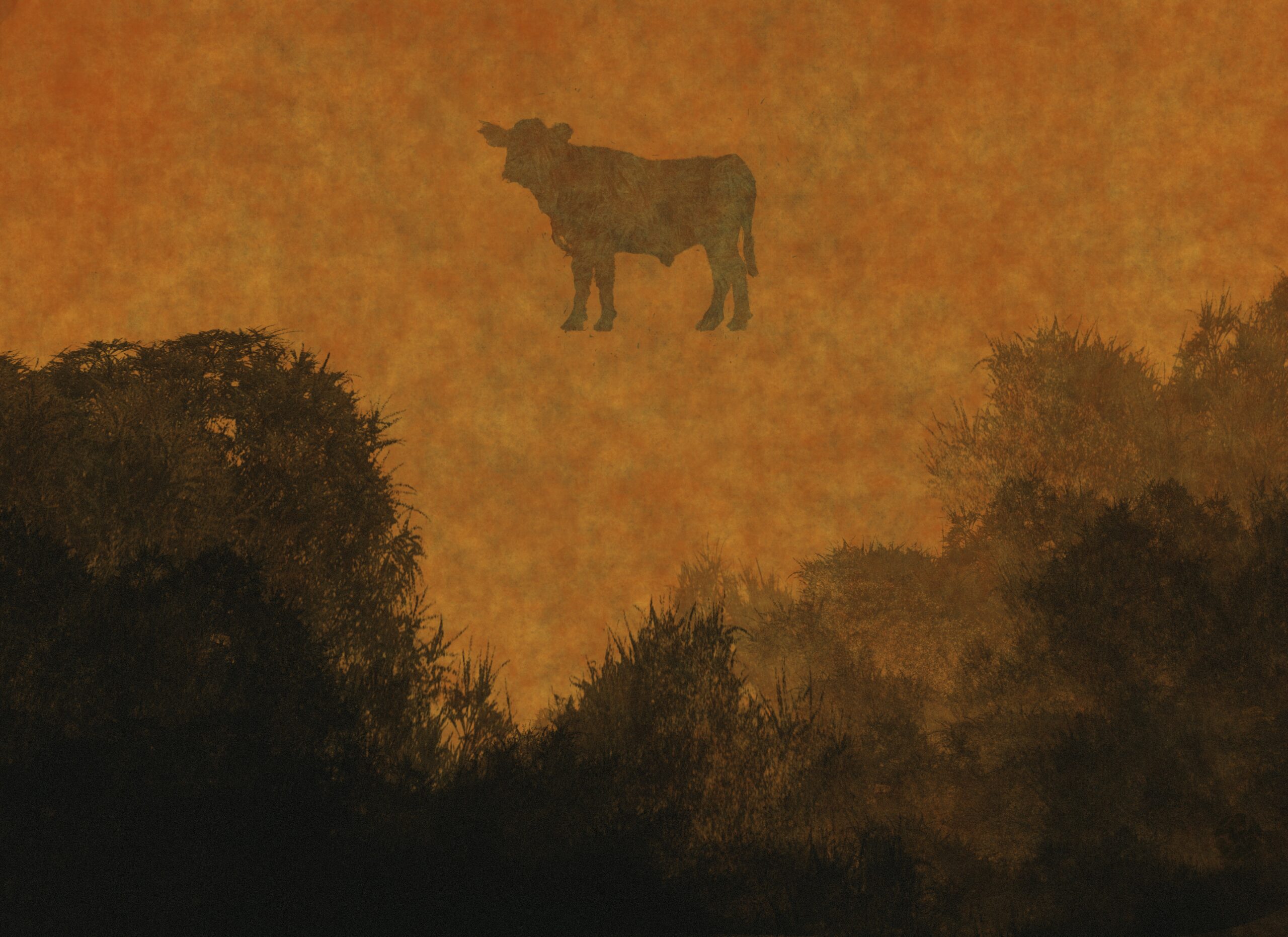 The silhouette of a forest and that of a cow floating above it, against an orange sky, and a general atmosphere of smoke and haze.